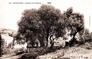 Alger-Mustapha - Chemin du Telemly - 1907